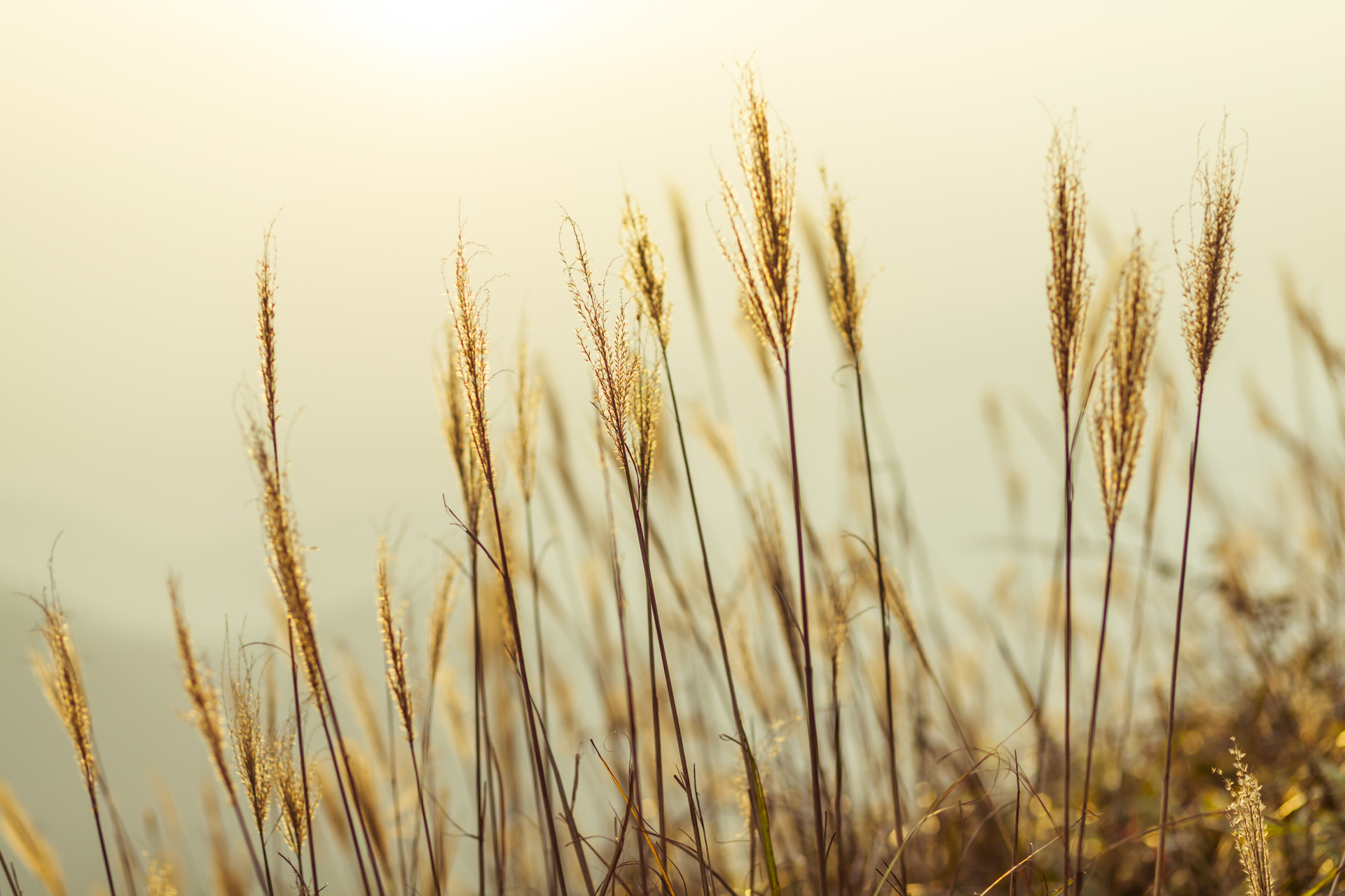 五月黄梅天三星白兰地,上联日月对星辰下联