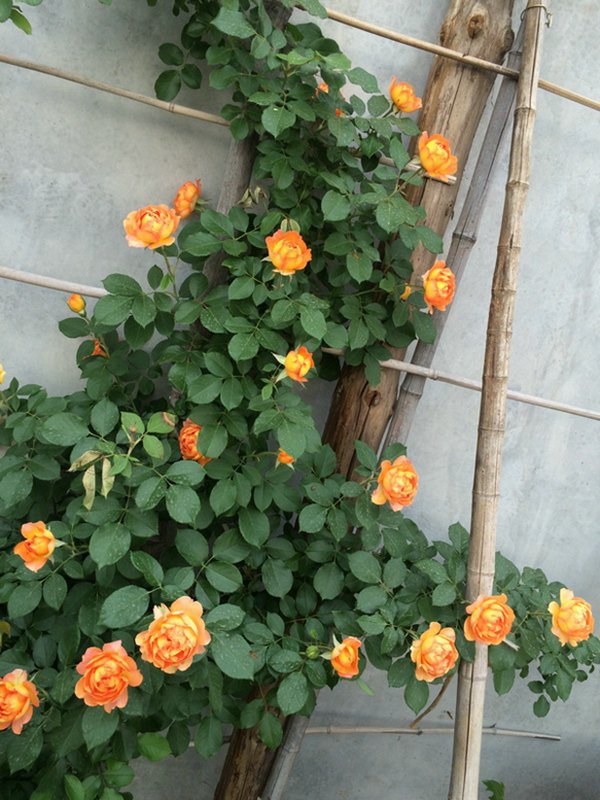 最适合做花墙的四季开花藤本月季,适合做花墙的藤本月季推荐