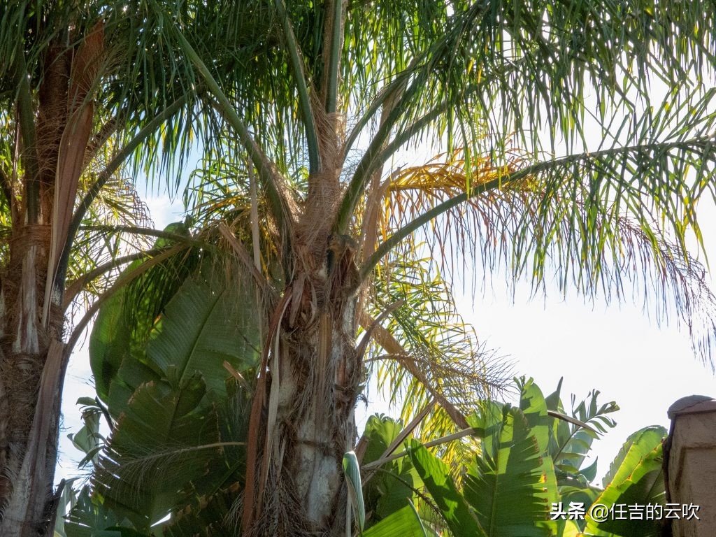 尼康coolpixp1000超长焦相机,尼康p4000长焦相机和尼康p1000