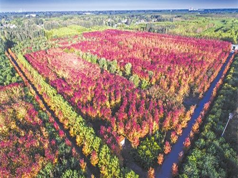 苗木价格怎么估算？看完定价八九不离十