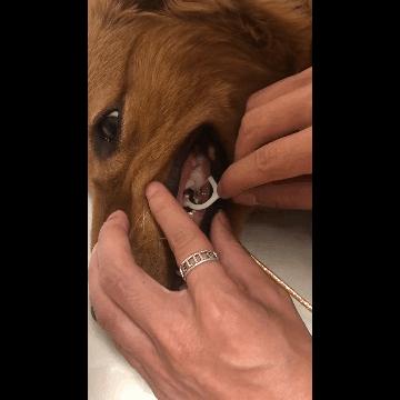 给狗拔牙视频金毛,金毛狗狗拔牙