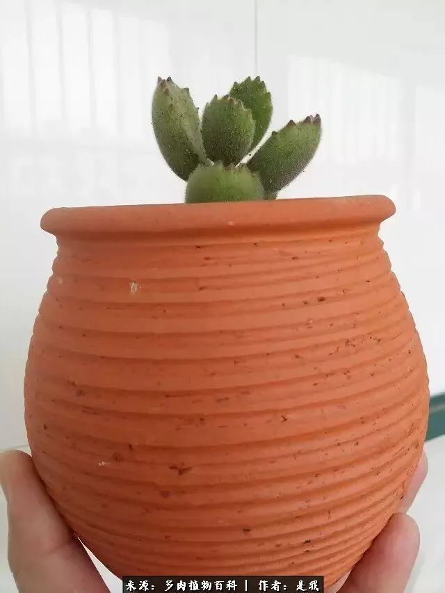 偶遇多肉的感言,偶遇山中多肉