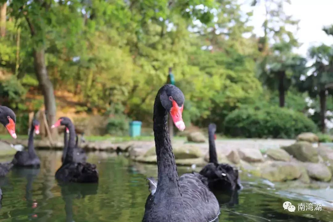 信阳十一假期旅游推荐,信阳南湾湖旅游攻略图