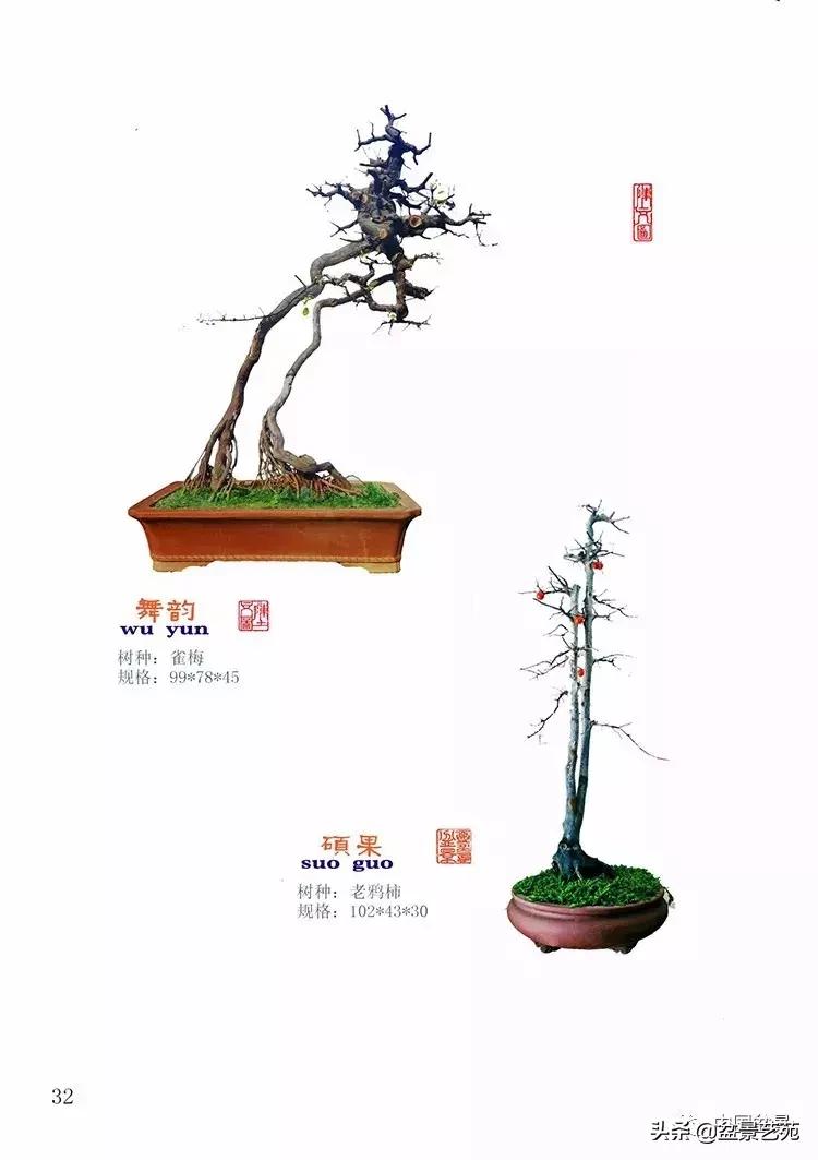 陈文图榕树欣赏,陈文图盆景