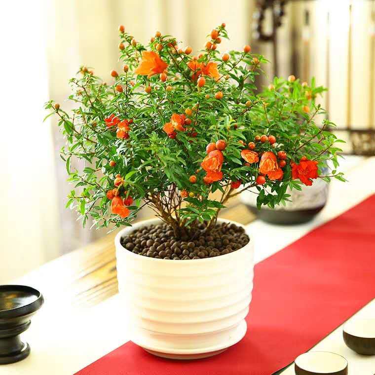 小黑飞、红蜘蛛、*粉白**病,3种“花卉”病虫害,防治有窍门