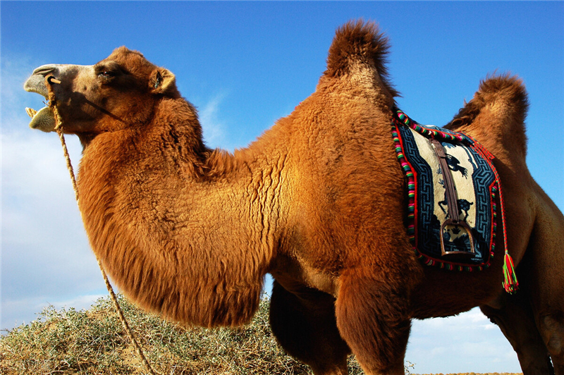 驼毛与羊毛哪个好,驼毛和驼毛绒棉的区别