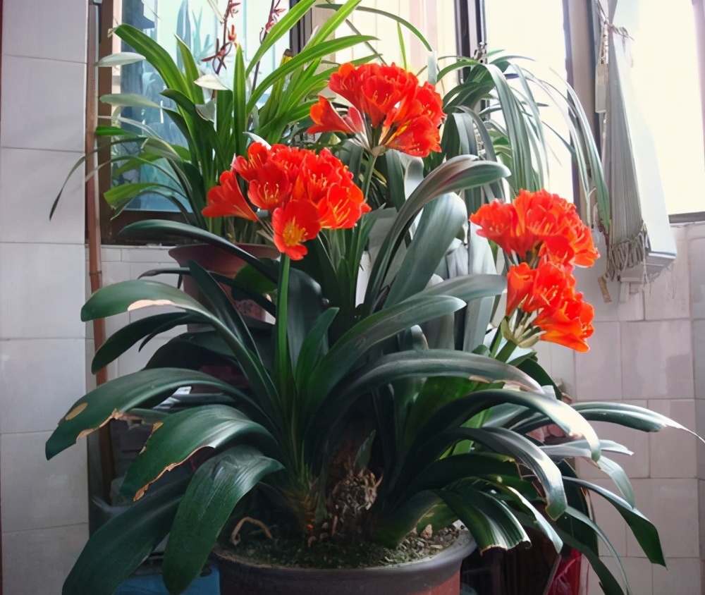 室内光线不好适合种什么,客厅采光不好养什么植物