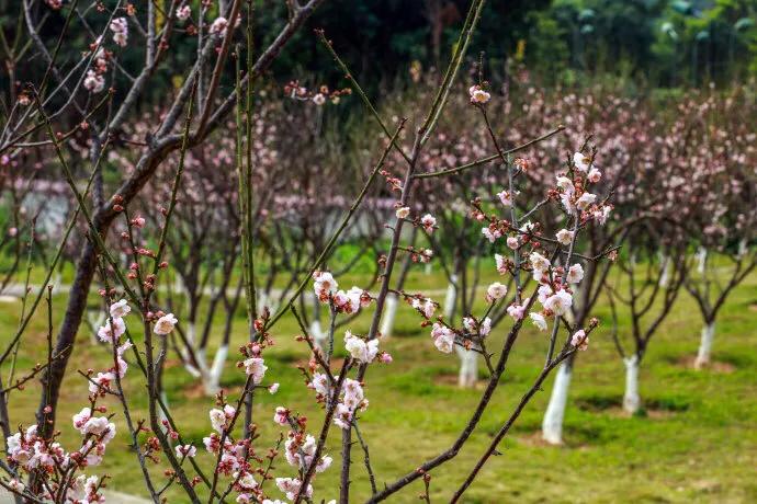 深圳花海公园推荐景点有哪些,深圳花海公园地址在哪里