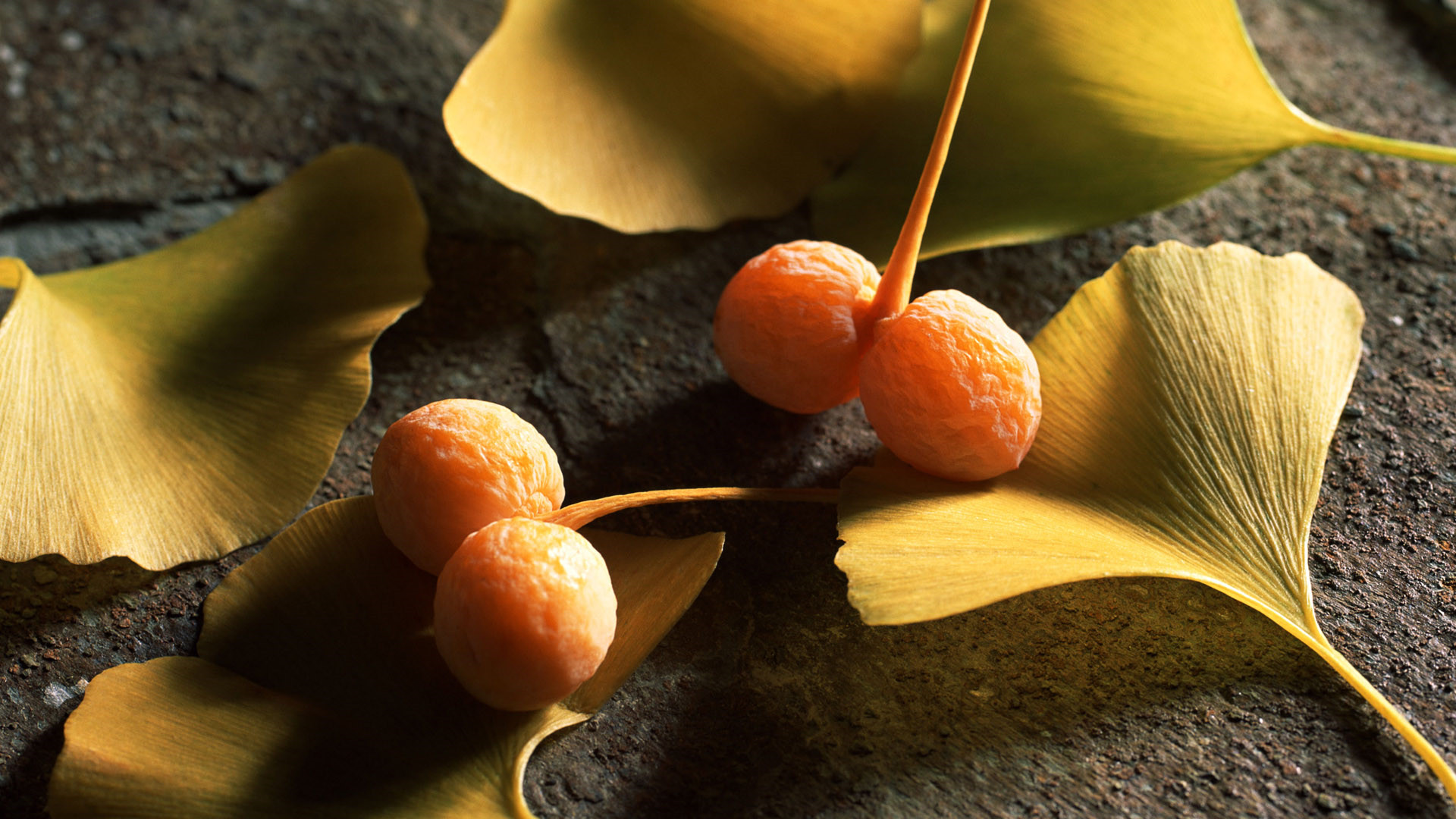 浮生若梦为欢几何是正确的吗,浮生六记浮生若梦为欢几何
