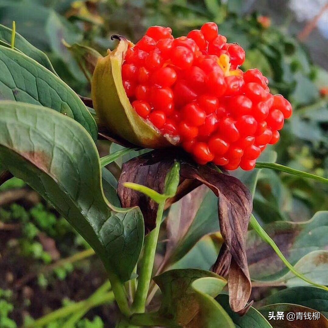 七叶一枝花主要病虫害,七叶一枝花病虫害的管理