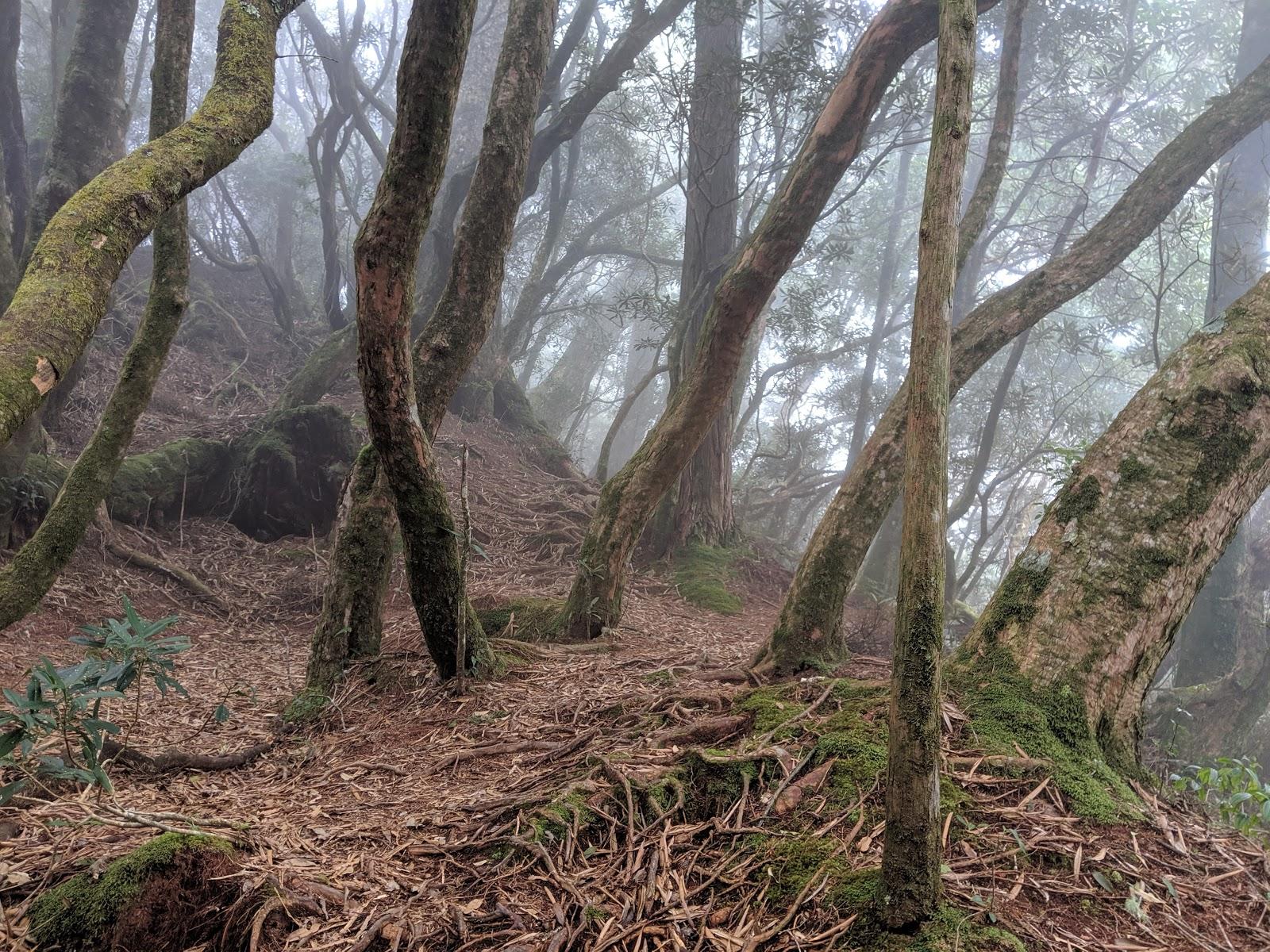 lasportiva越野跑鞋,lasportiva