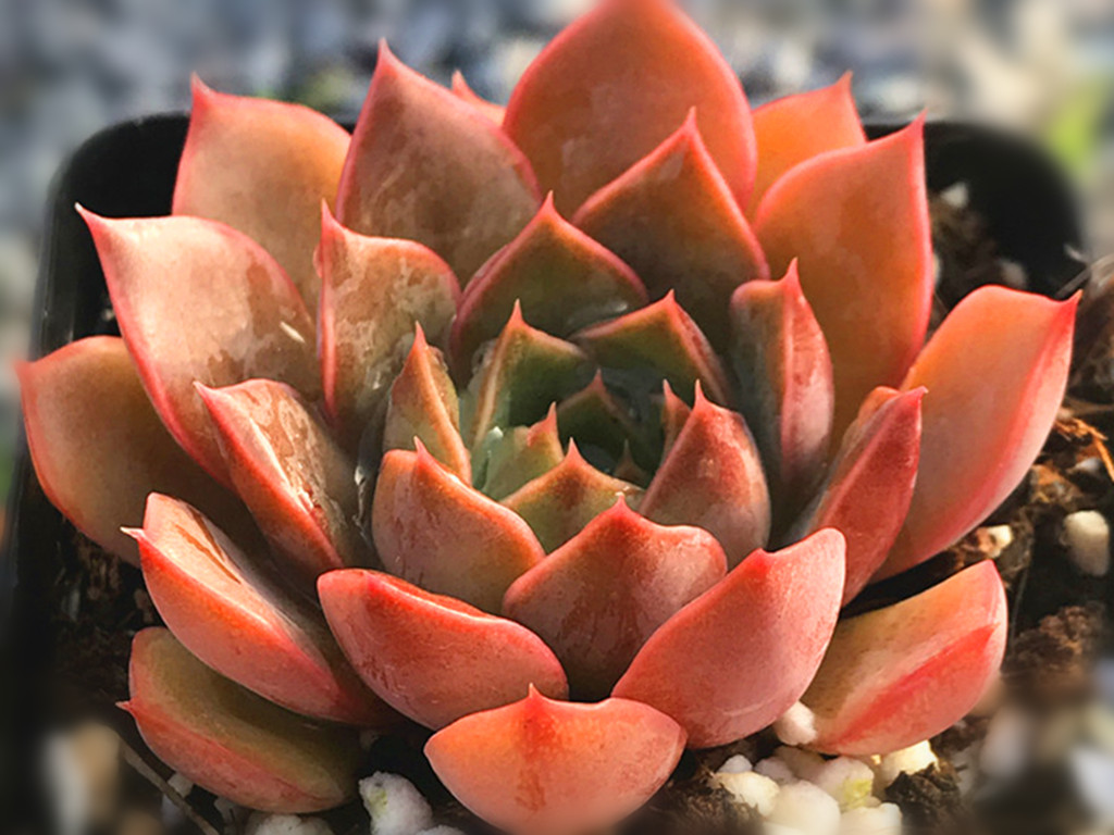 遮雨遮阳多肉,遮阳遮雨的多肉