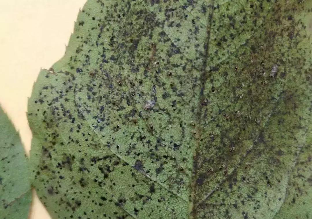 梨树叶子被吃虫害图片及防治方法,梨树八大虫害高清图谱防治方法