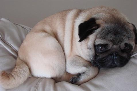 养巴哥犬必须知道的五大注意事项,养巴哥的三大禁忌