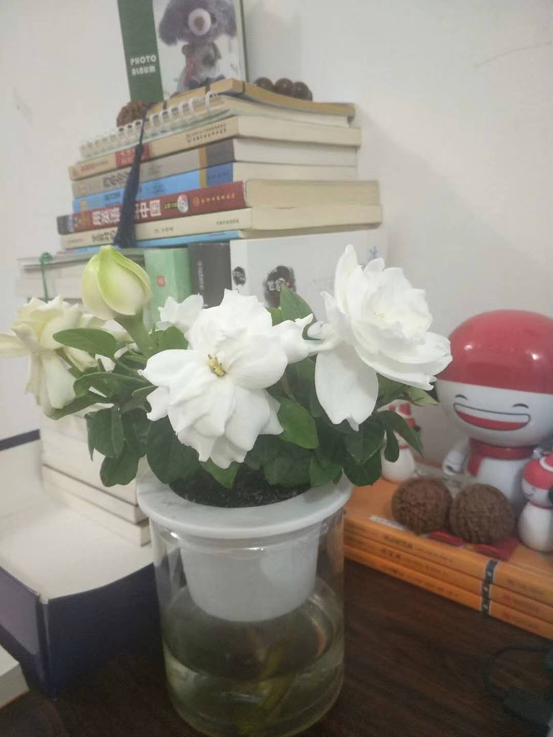 栀子花开电影免费观看高清,栀子花开幼儿舞蹈