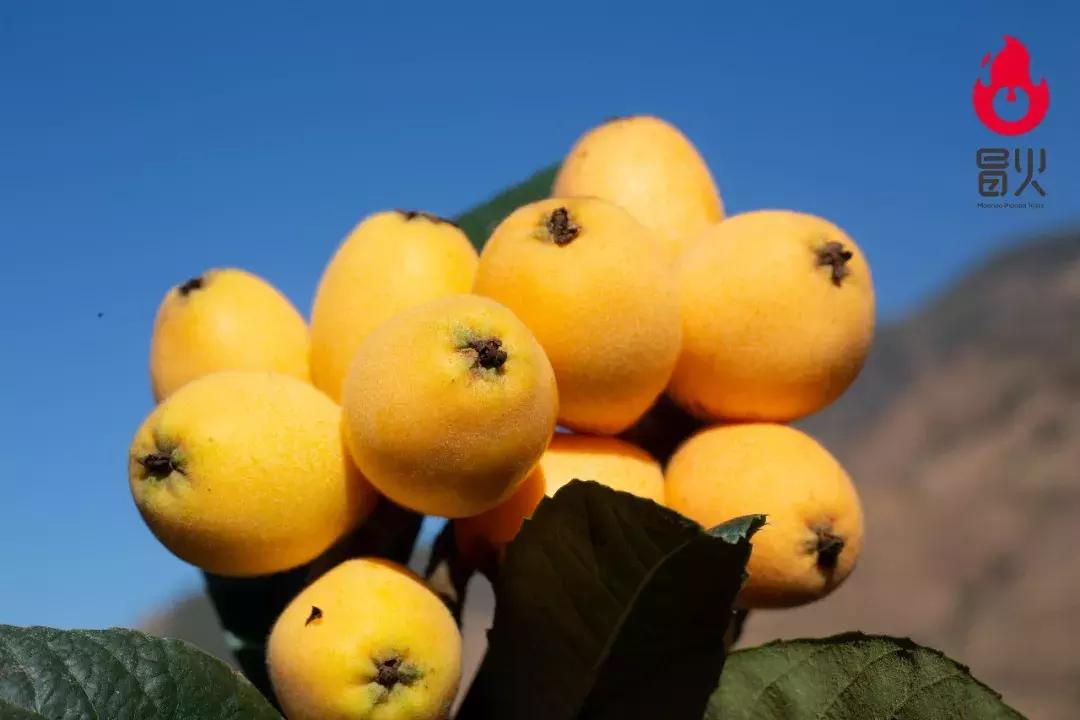 特级攀枝花米易枇杷新鲜大果,正宗四川龙泉驿大五星枇杷