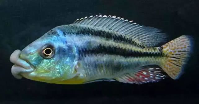 闈炴床鎱堥卜浠嬬粛,闈炴床鎱堥卜