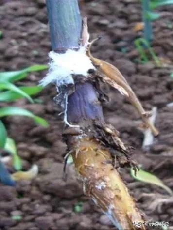 百合虫害的防治方法,百合病虫防治和管理