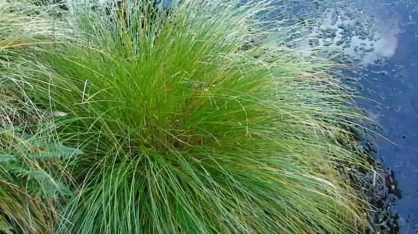 你知道东北有哪三宝吗,你听说过四大门派吗