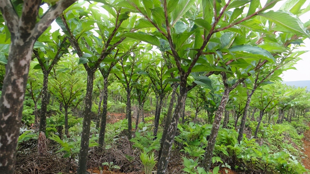 整个株都有毒,在我国已有3000多年历史,到国外竟是优质食材