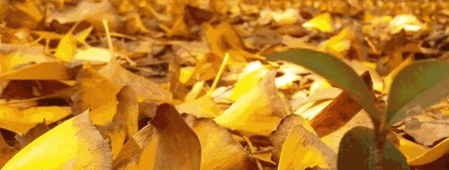 金黄色警报,黄色警报镜头