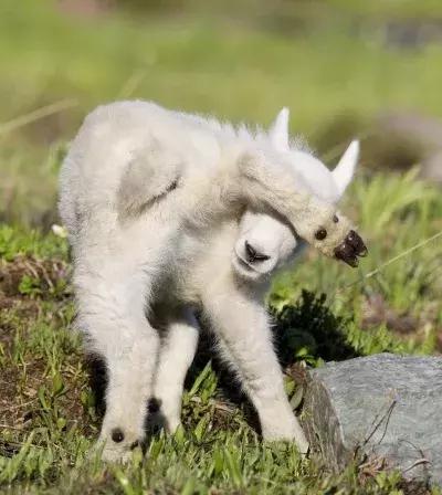 公猫可以有多个乳房吗,公猫也长乳房吗