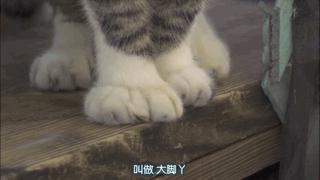 吸猫最高境界图片,吸猫最高境界完整视频