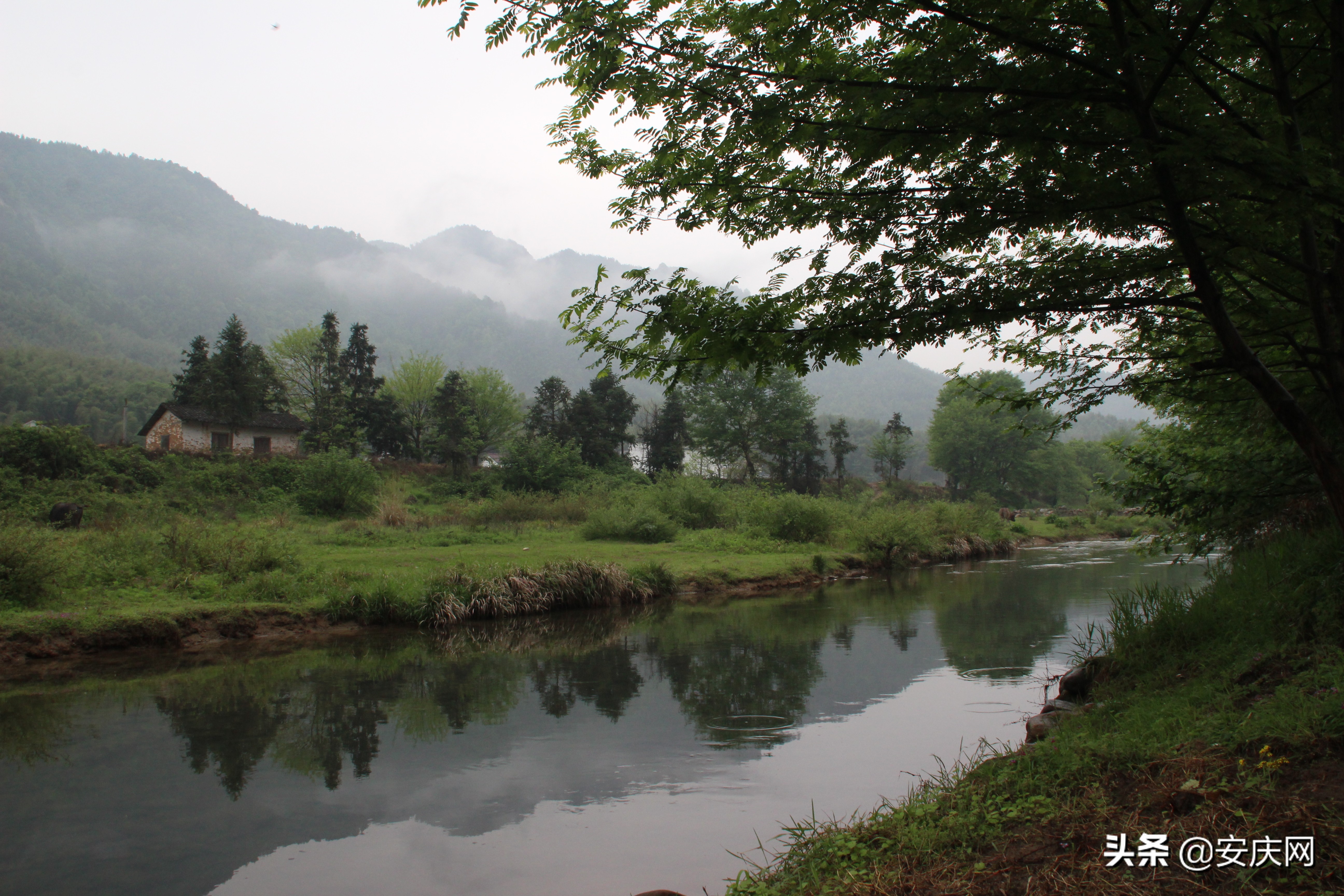 清明时节忆娘亲原唱,清明忆娘亲