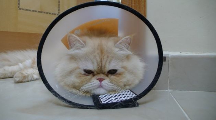 猫咪肺水肿有什么并发症,猫咪突发肺水肿非心源性