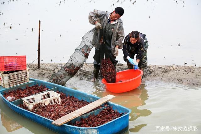 小龙虾原产地潜江深夜小龙虾盛宴,舌尖上的美味小龙虾