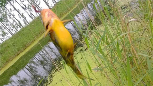 钓鱼人钓的是什么,钓鱼人就是这样收获满满