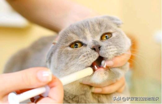 猫咪呕吐不拉稀的原因及处理方法,猫咪不吃还呕吐的原因及处理方法