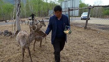 跟着总书记了解内蒙古｜林区工人停伐以后干什么、收入怎么样？