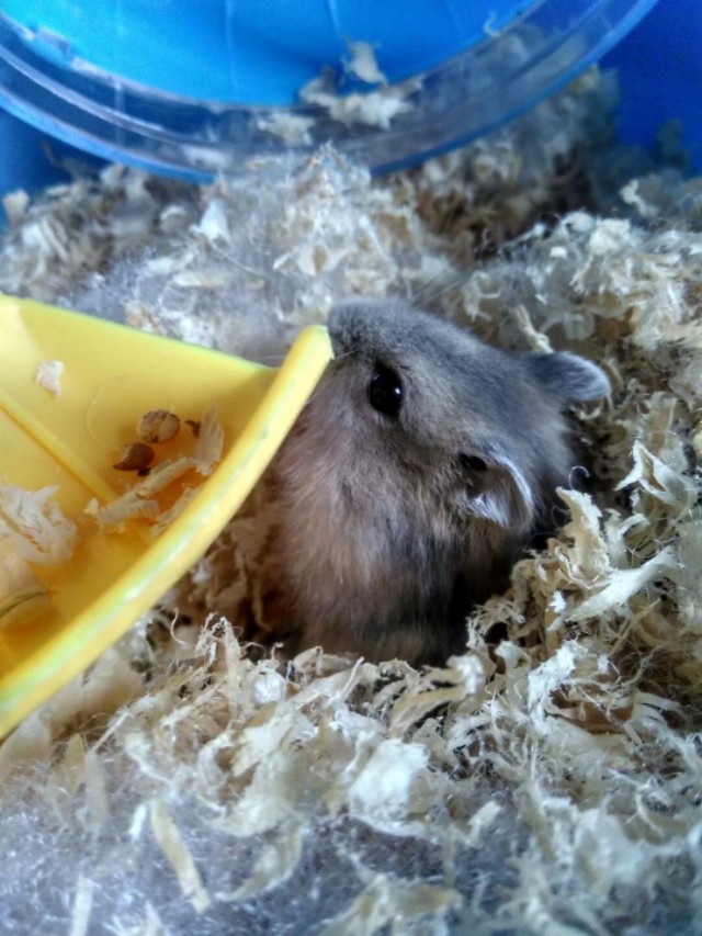 小学生养仓鼠注意事项,仓鼠小学生养要注意点什么