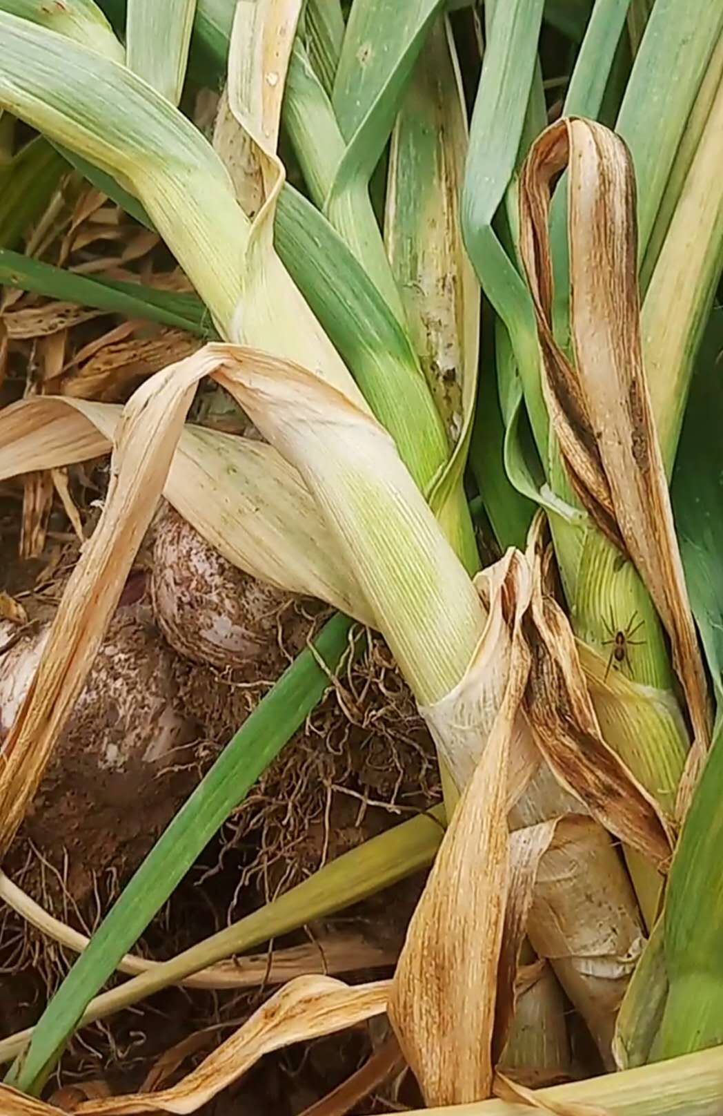 大蒜最佳采摘时间,大蒜最容易的采收法