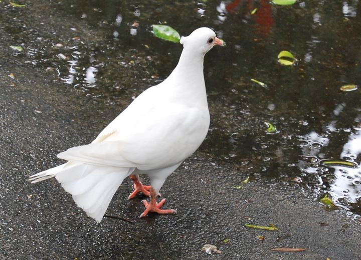 郭碧婷不争不抢综艺,郭碧婷才是最大的赢家