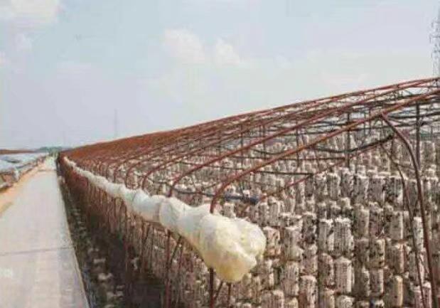 【原创】黑木耳代料栽培技术