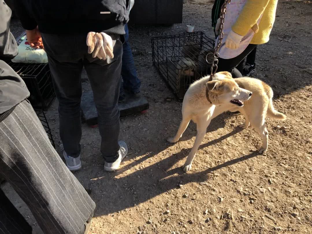被狗贩子拐走了小狗卖到狗肉店,男子遛狗把狗卖到狗肉店