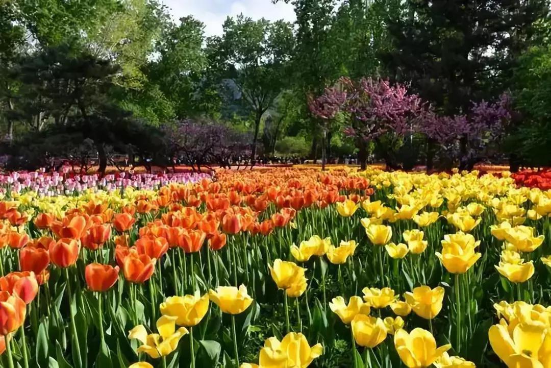 好书推荐快来领取你的宝藏书单,100种百花图谱大全