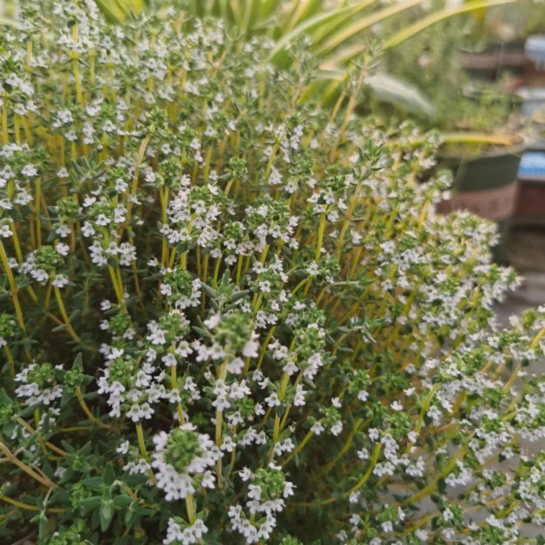 观花草本植物推荐,最具观赏性的观叶植物