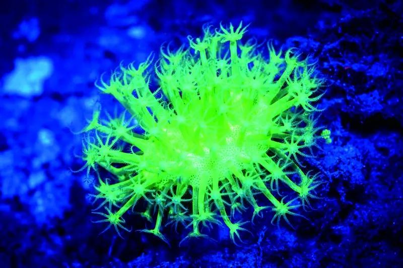 原来那片荧光海是真的存在的,荧光大海