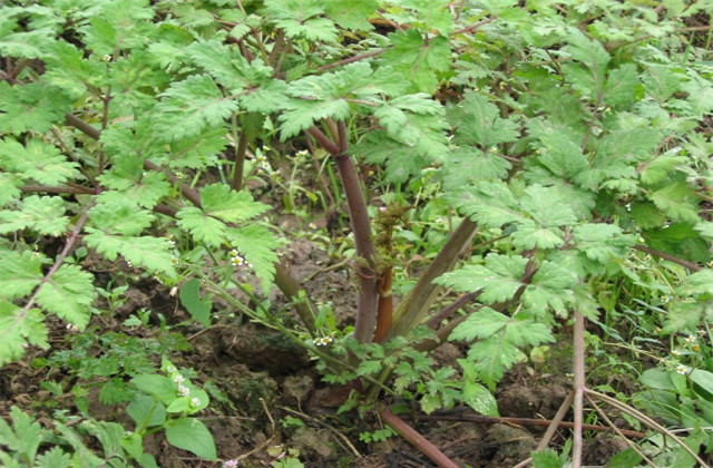 川芎﻿栽培技术，这几个要点要掌握好，对栽培有很大帮助