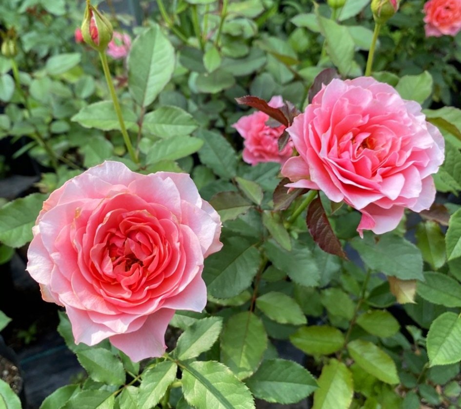 100种月季经典品种,100种经典月季品种