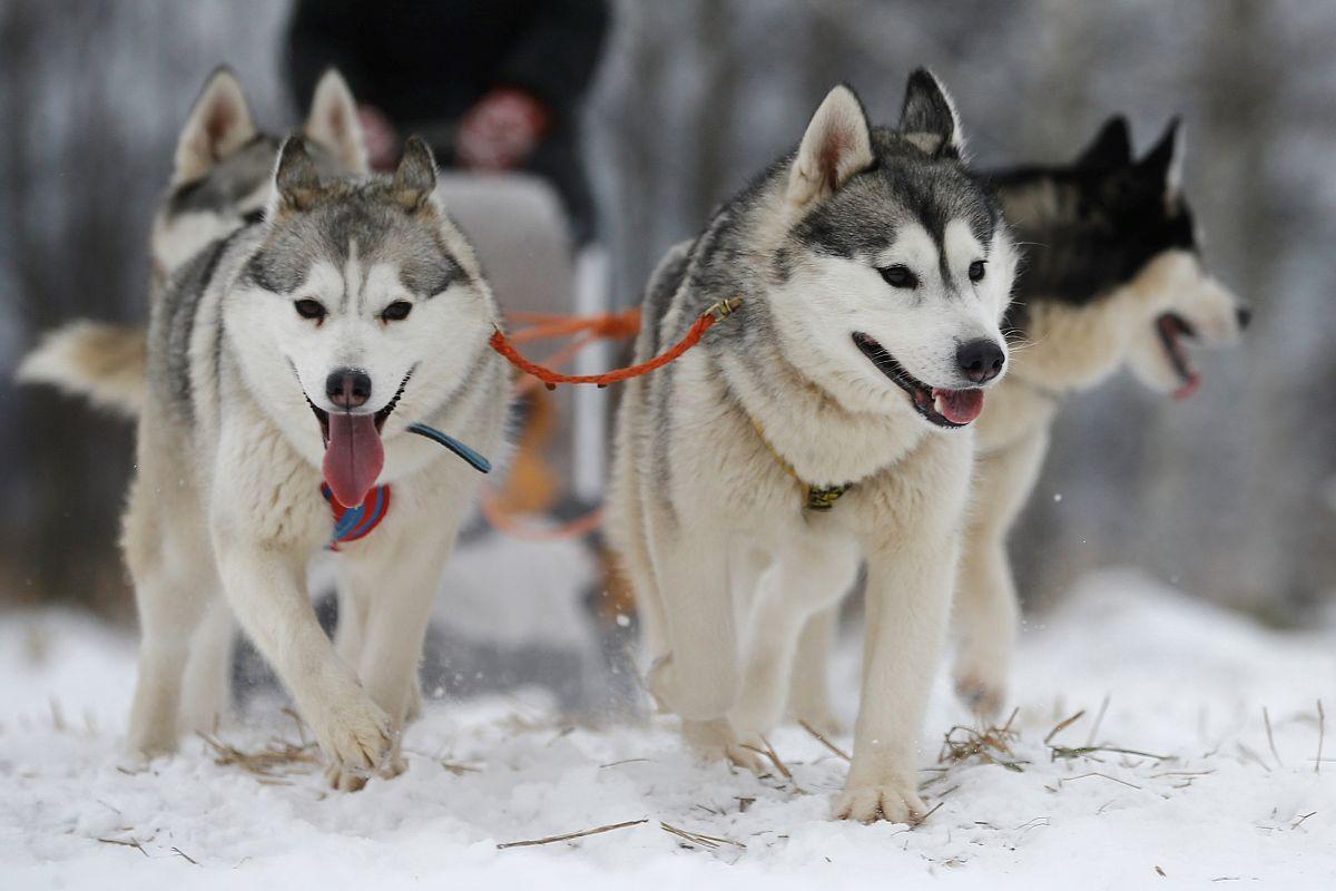 哈士奇你不知道的冷知识,哈士奇热门知识
