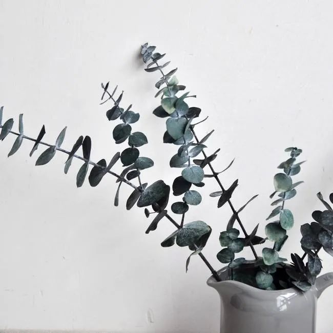 树袋熊吃尤加利吗,尤加利和树袋熊