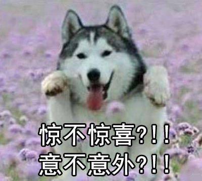 五种狗狗汪星人,十大最受欢迎的大型狗狗排名