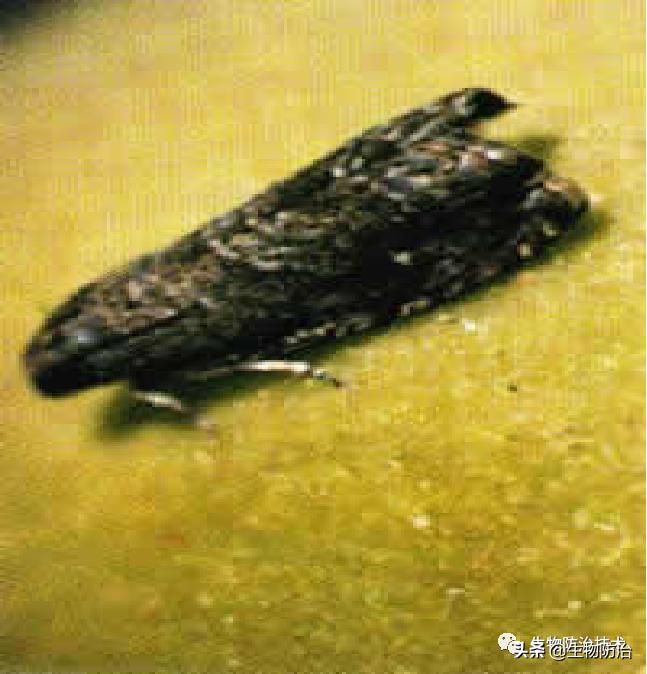 蛀干害虫是钻蛀害虫吗,果树枝干钻蛀害虫图片