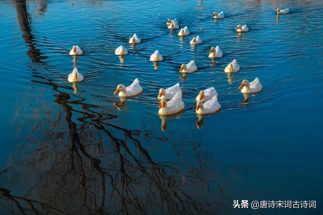 8首歌咏杏花唯美古诗词,春日游杏花吹满头陌上谁家年少
