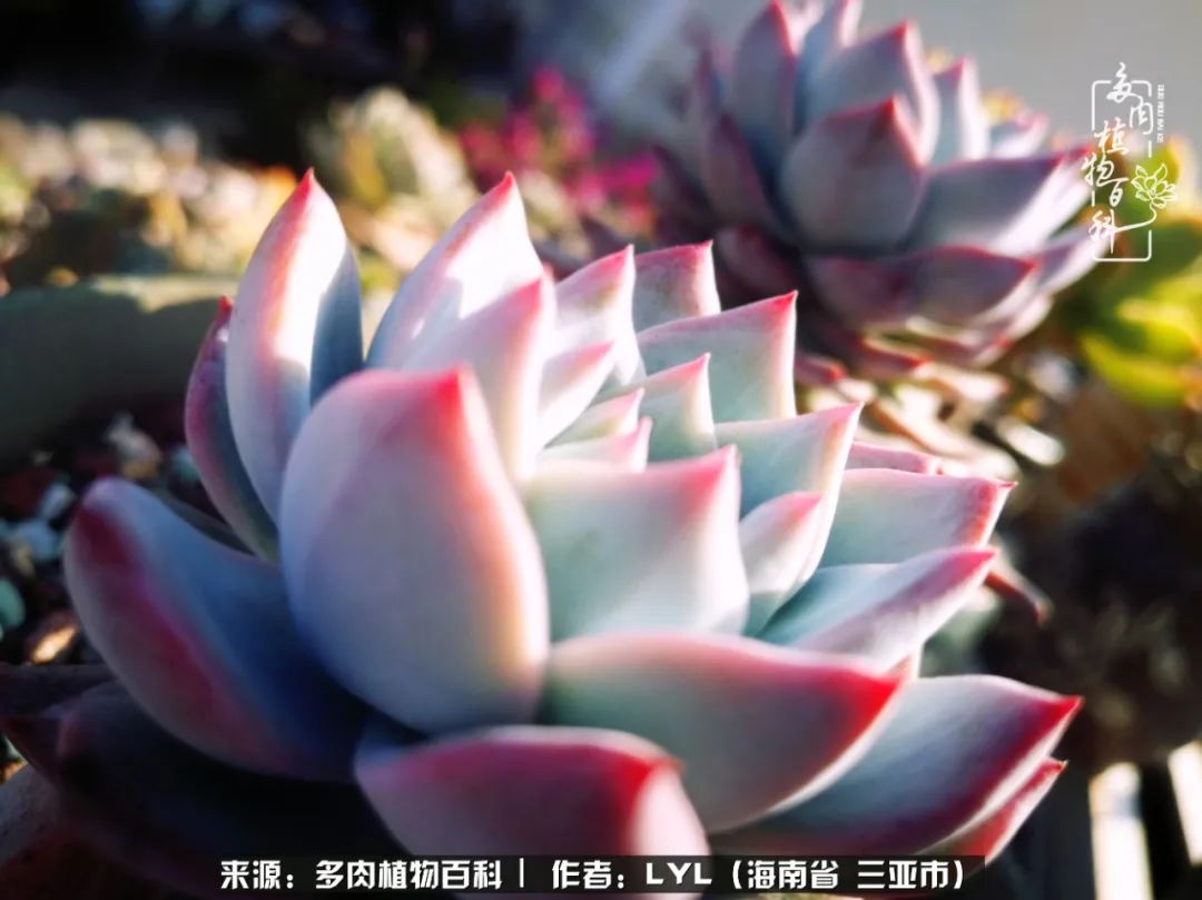 开挂区养多肉,非开挂区怎么把多肉养出状态