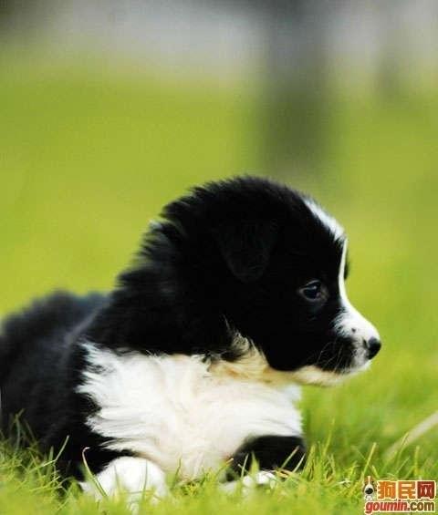 鐙楃嫍澶у叏鍙埍,鍙埍鐨勫皬鐙楃嫍閫佺粰鐖辩嫍浜哄＋